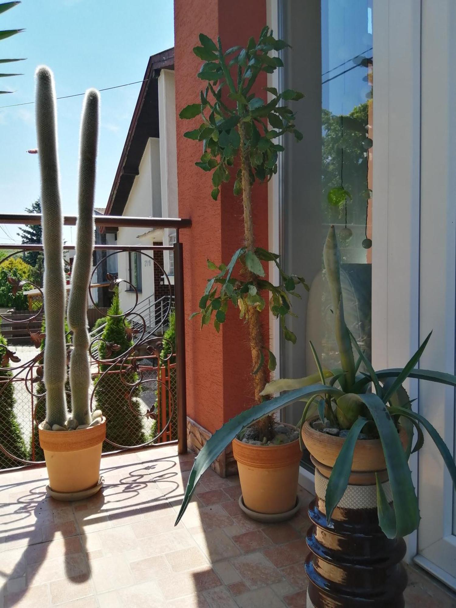 Penzion Vilka Podhajcanka Podhájska Exteriér fotografie